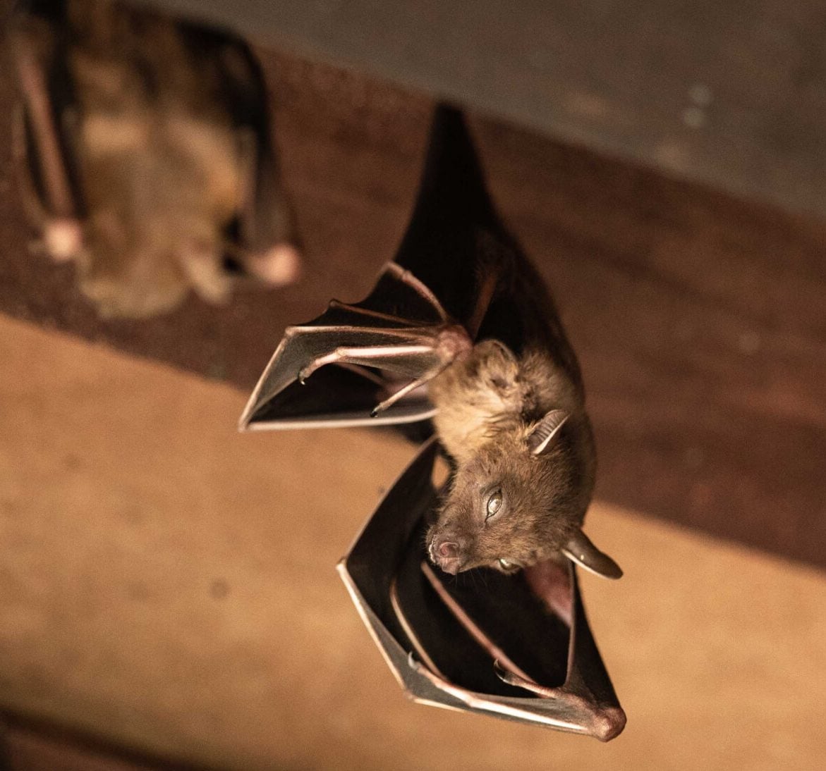 Expert bat removal services for a safe and humane solution in Richmond
